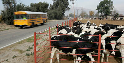 Cows in a pen with a school bus passing on the road. 